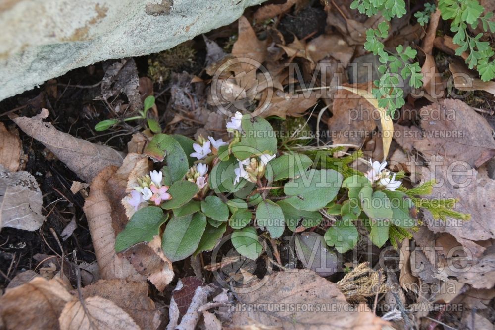 Epigaea repens (Mountain Pink. May Flower) 9