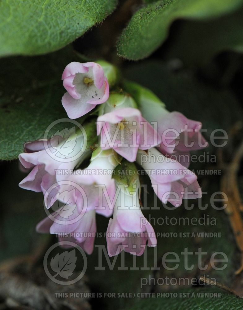 Epigaea repens (Mountain Pink. May Flower) 1