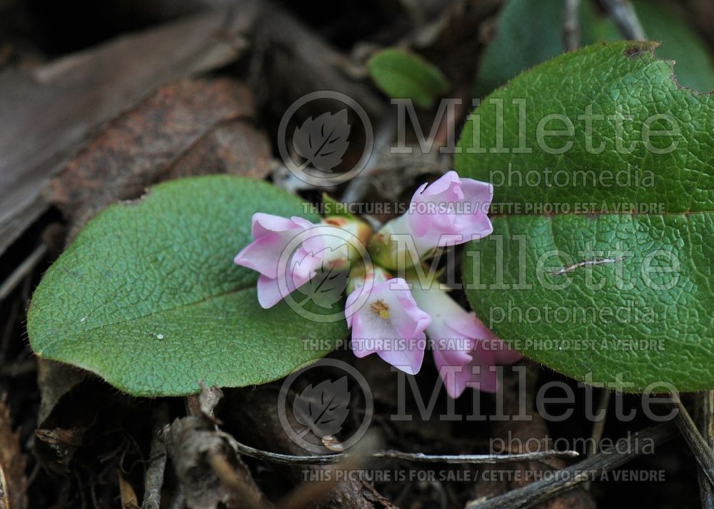 Epigaea repens (Mountain Pink. May Flower) 2