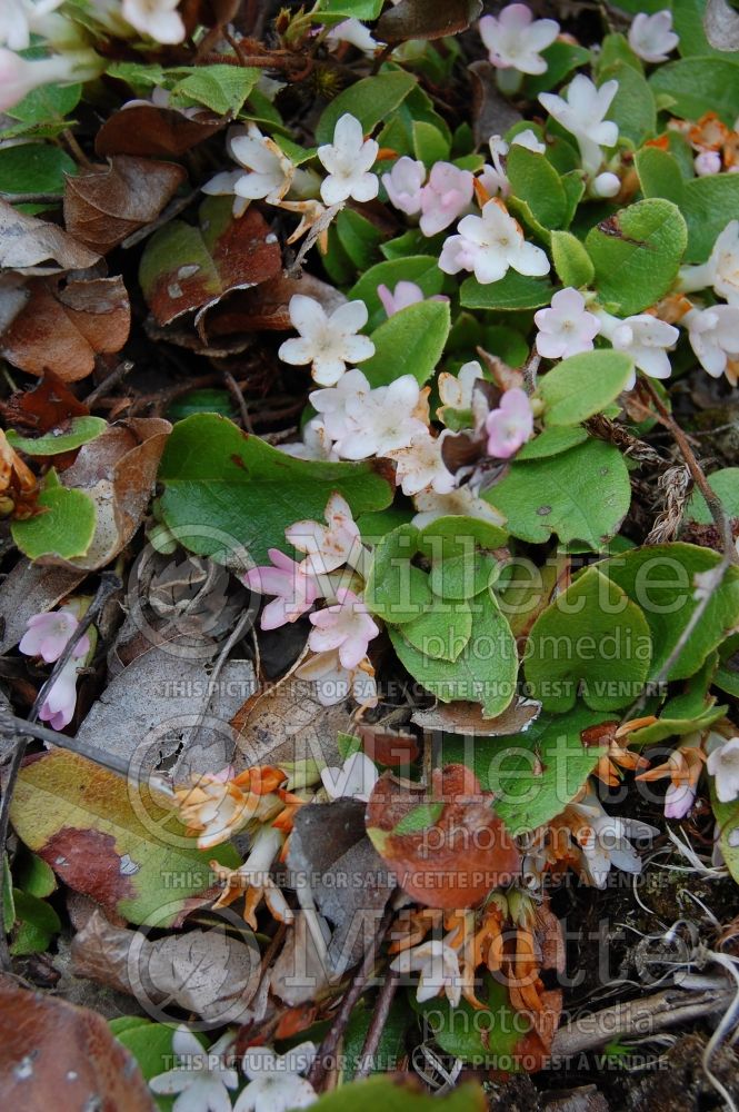 Epigaea repens (Mountain Pink. May Flower) 3