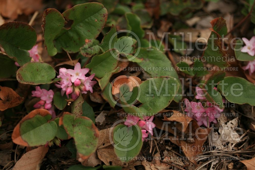 Epigaea repens (Mountain Pink. May Flower) 7
