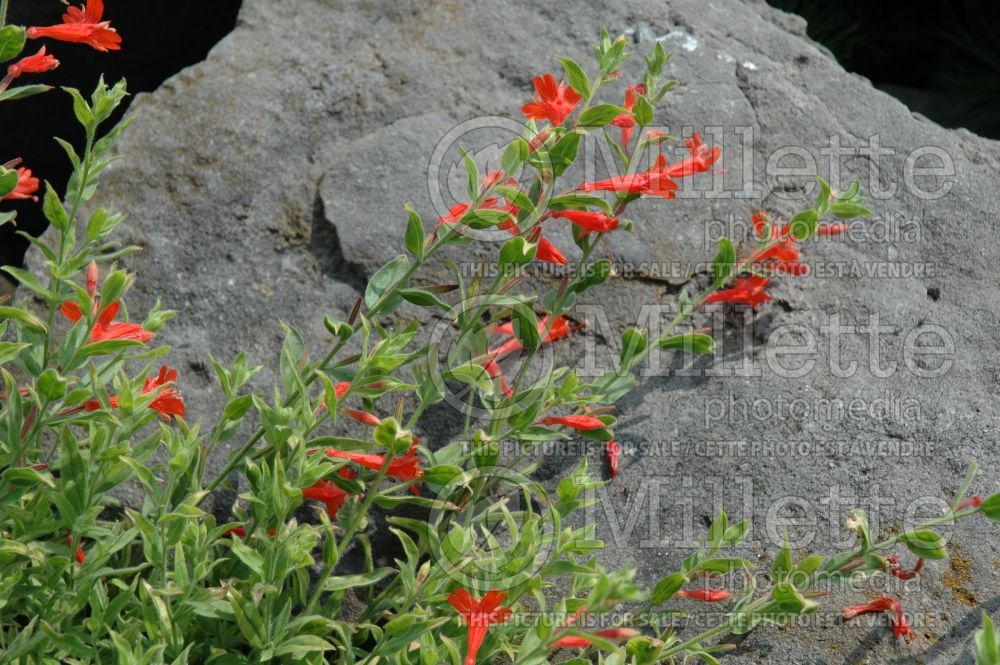 Epilobium Orange Carpet (Hummingbird Trumpet) 2