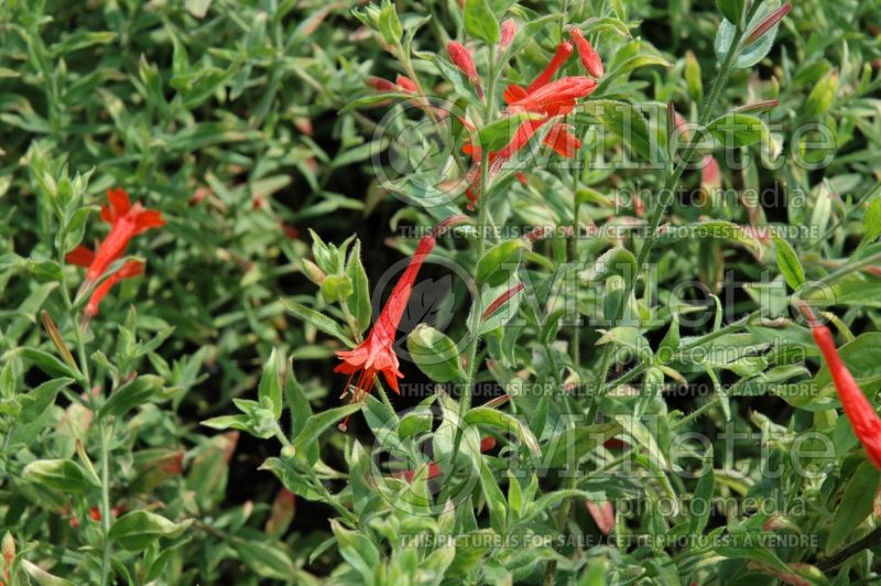 Epilobium Orange Carpet (Hummingbird Trumpet) 1