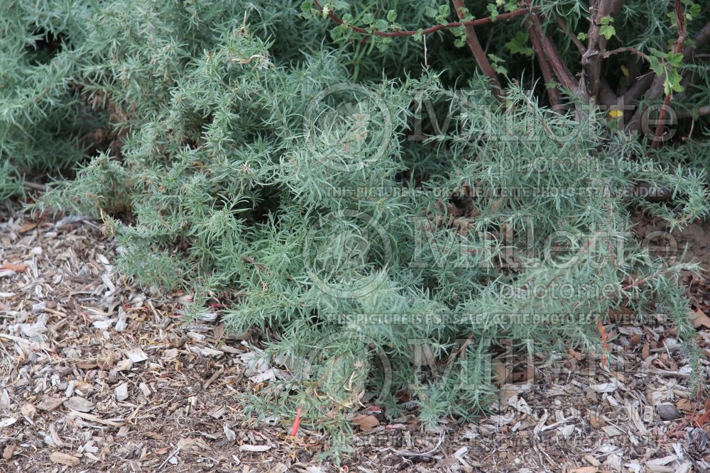 Epilobium canum (Hummingbird Trumpet) 1