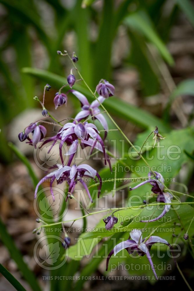 Epimedium Night Mistress (Barrenwort) 1