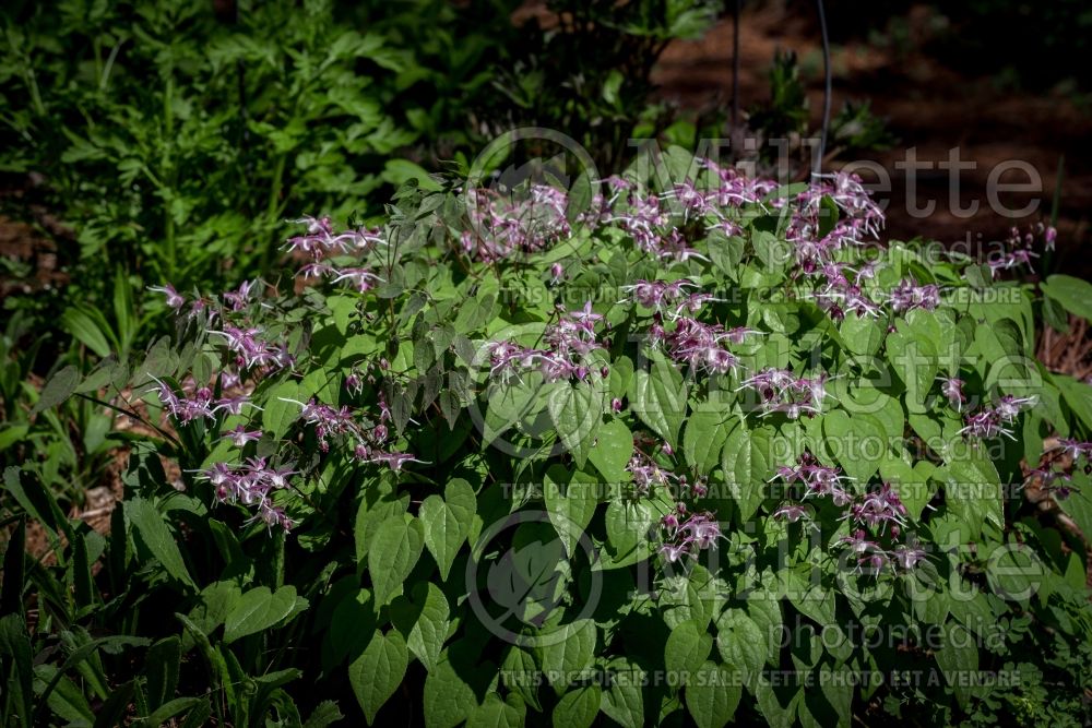 Epimedium Tama-no-Genpei (Barrenwort) 1 