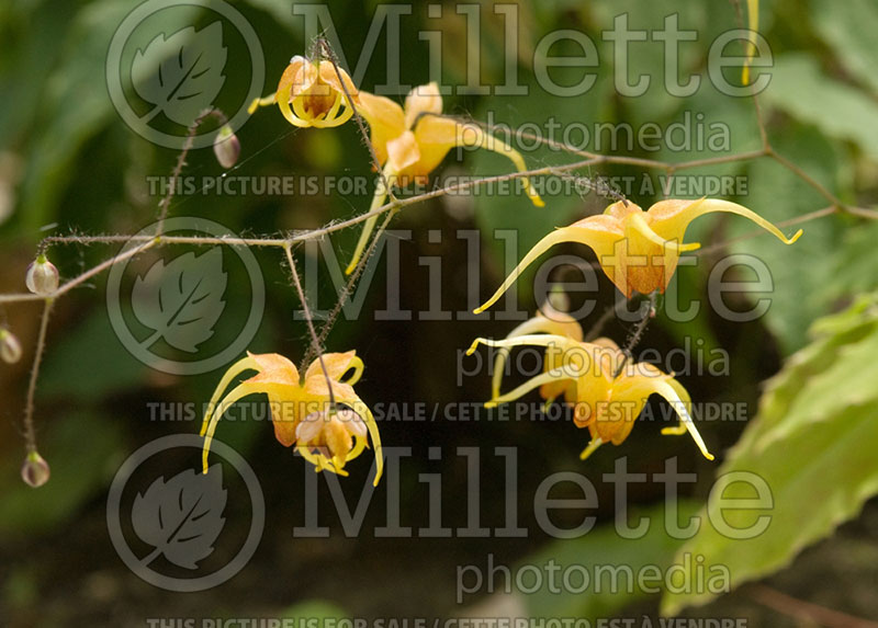 Epimedium Amber Queen (Barrenwort) 1 