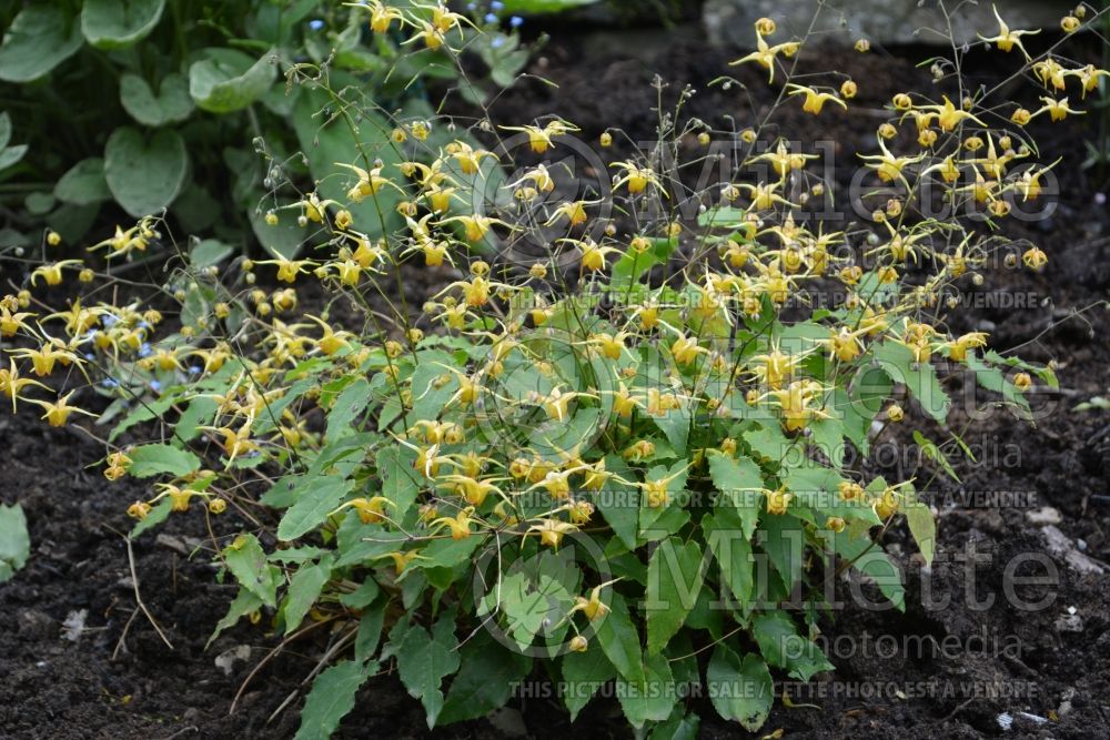 Epimedium Amber Queen (Barrenwort) 4  