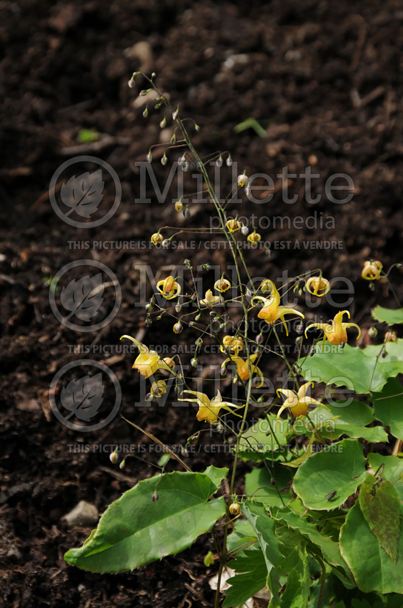 Epimedium Amber Queen (Barrenwort) 2 