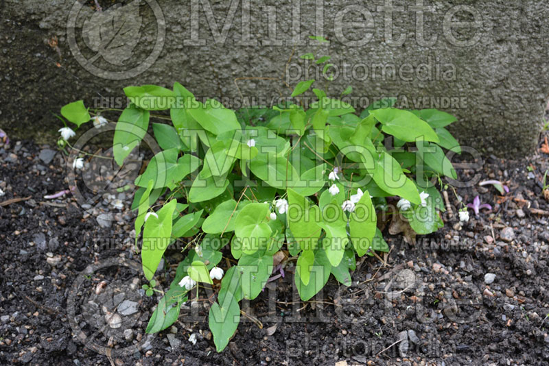 Epimedium Nanum (Fairy Wings) 1  