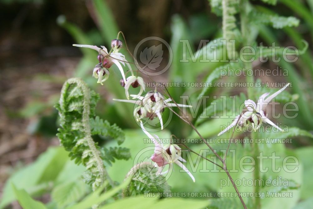 Epimedium Domino (Barrenwort) 1 