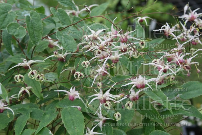 Epimedium Domino (Barrenwort) 2 