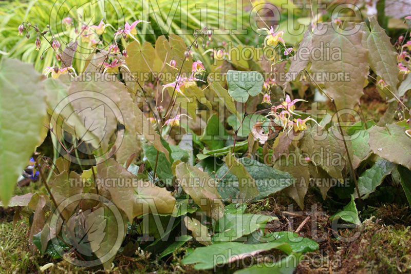 Epimedium Fire Dragon (Barrenwort) 1 