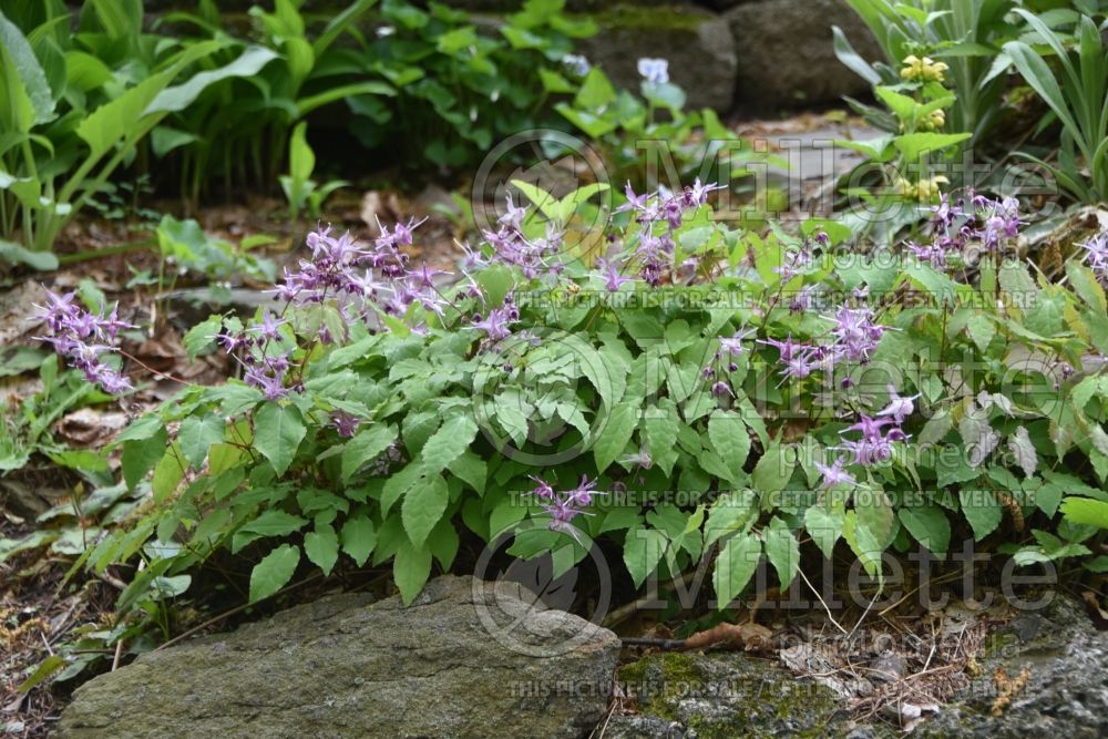 Epimedium Lilac Fairy aka Lilafee (Barrenwort) 6