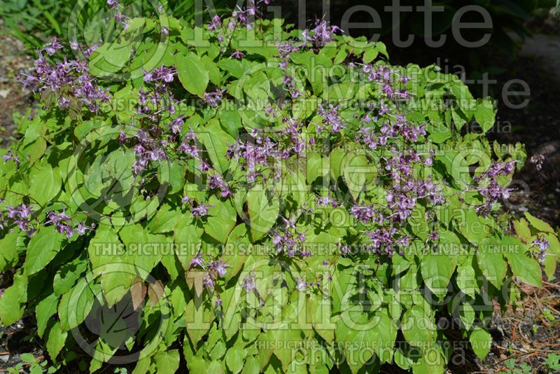 Epimedium Lilac Fairy aka Lilafee (Barrenwort) 5