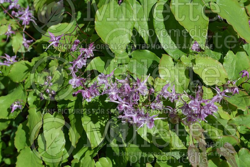 Epimedium Lilac Fairy aka Lilafee (Barrenwort) 4