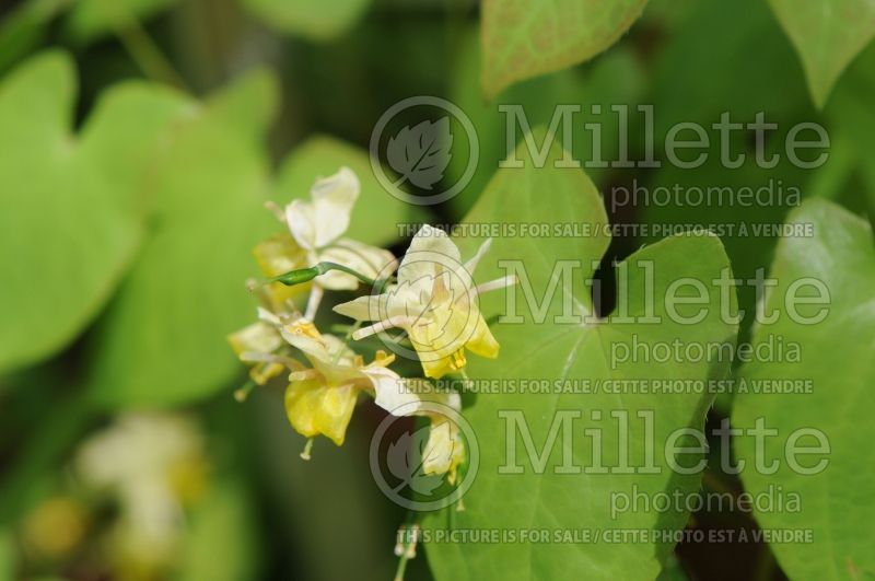 Epimedium Pallidum (Barrenwort) 2