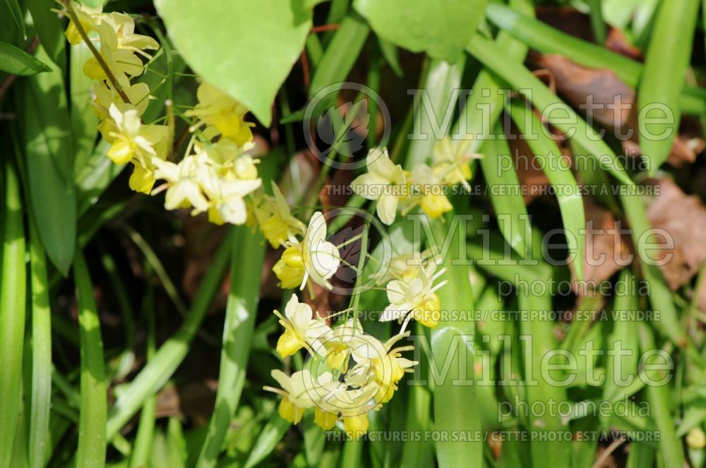 Epimedium Pallidum (Barrenwort) 1