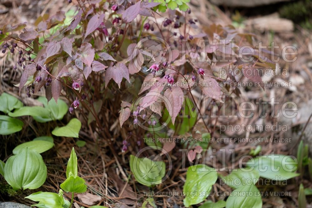 Epimedium Purple Pixie (Barrenwort) 3