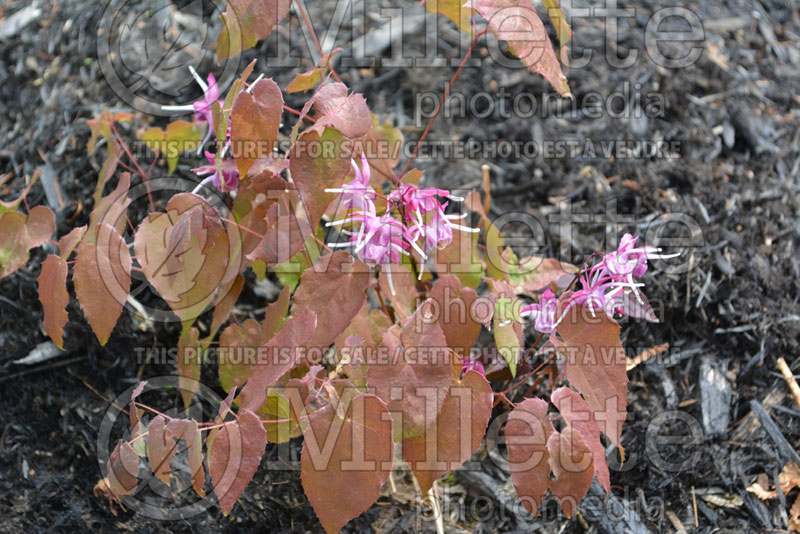 Epimedium Purple Pixie (Barrenwort) 1