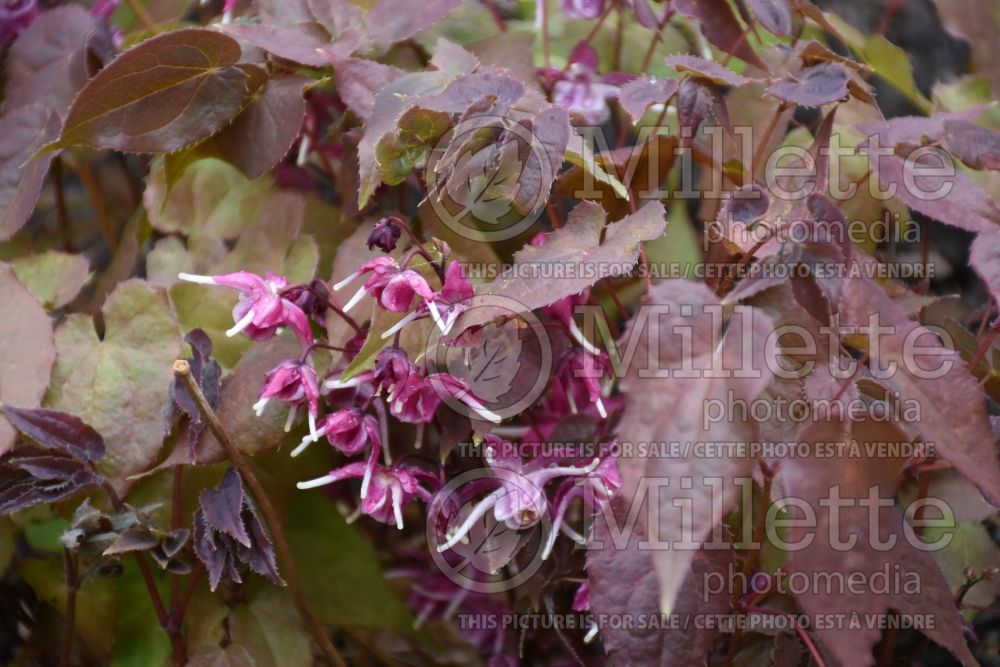 Epimedium Purple Pixie (Barrenwort) 2