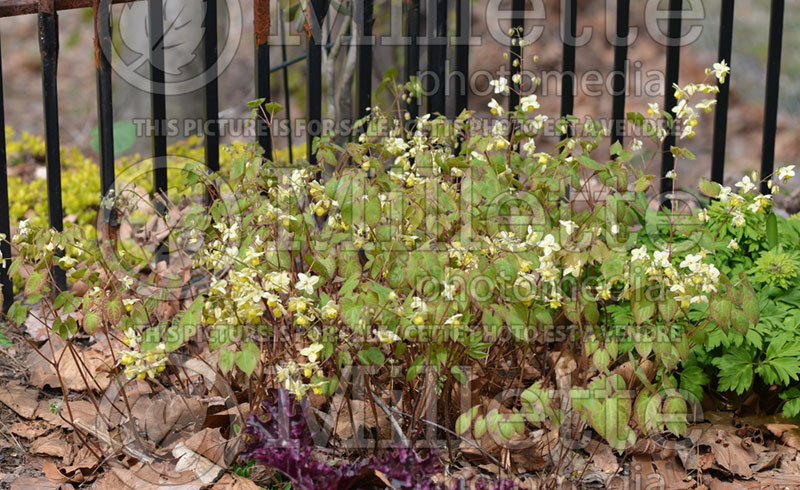 Epimedium Sulphureum (Barrenwort) 8 