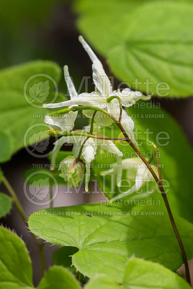 Epimedium White Queen (Barrenwort) 1