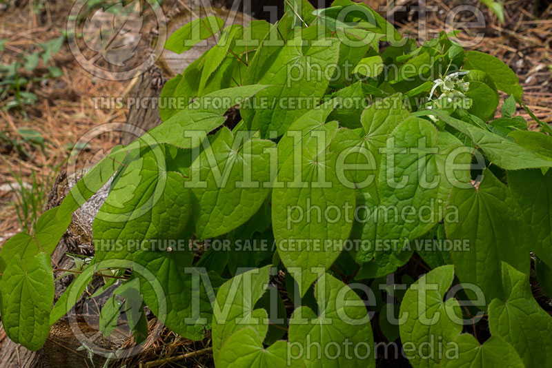 Epimedium White Queen (Barrenwort) 2