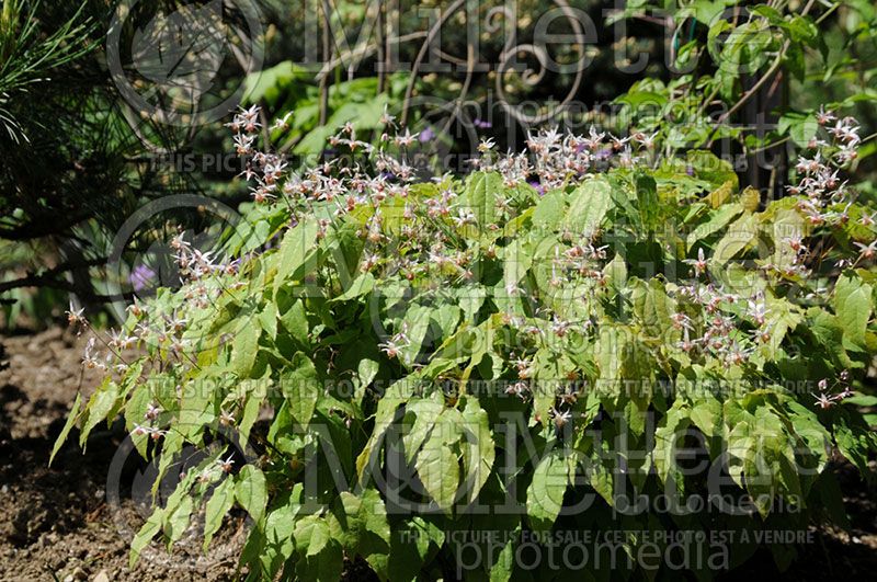 Epimedium Pink Elf (Barrenwort)  2