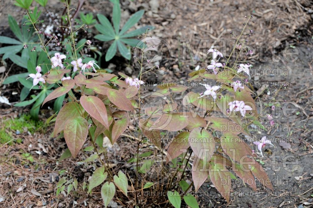 Epimedium Pretty in Pink (Barrenwort) 1 