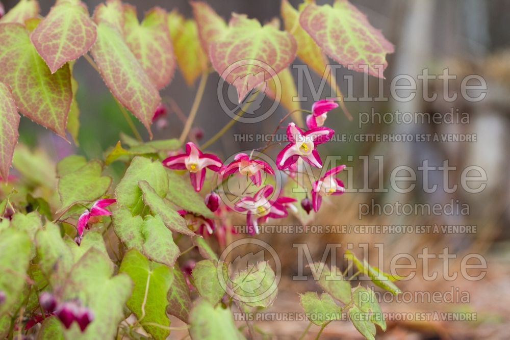 Epimedium rubrum (Barrenwort)  1