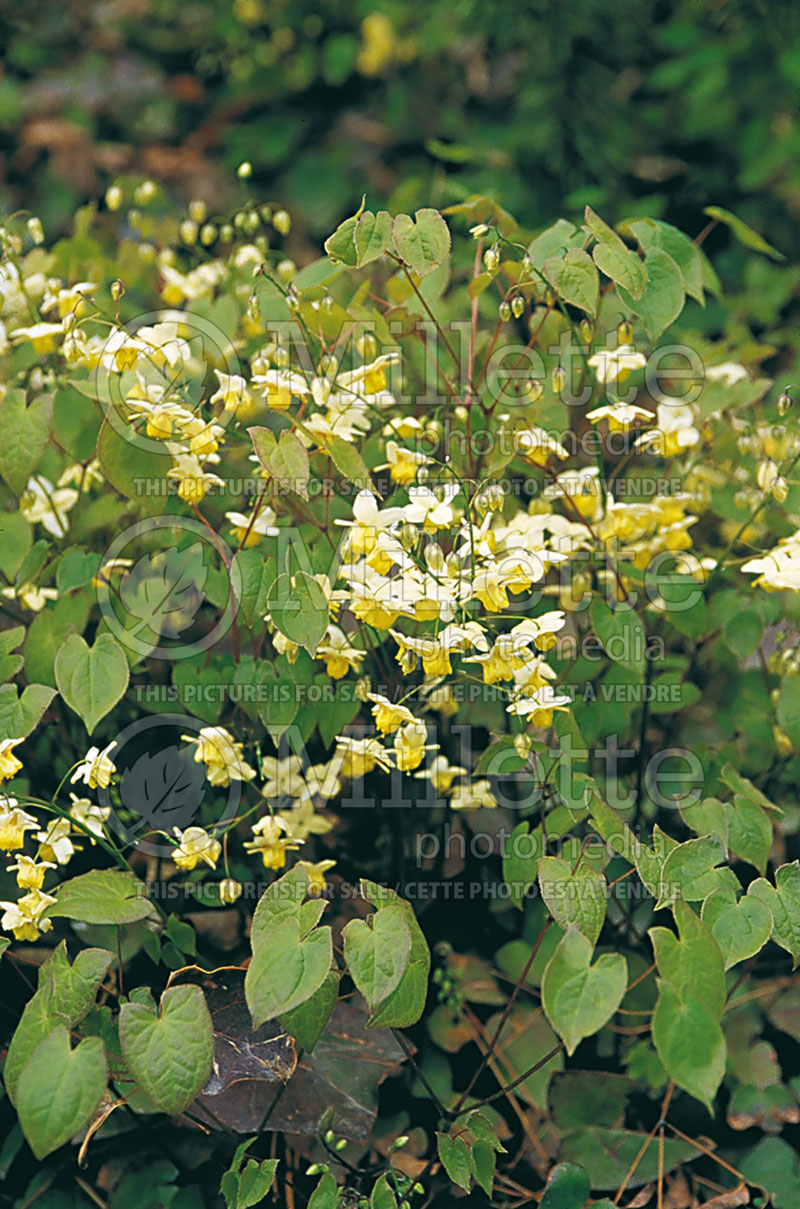 Epimedium Sulphureum (Barrenwort) 1 