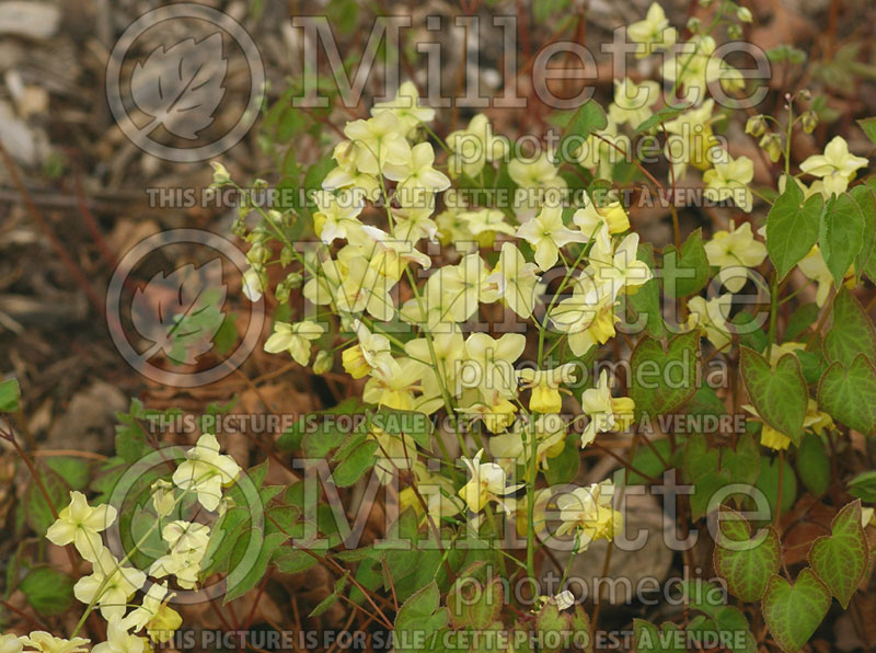 Epimedium Sulphureum (Barrenwort) 5 