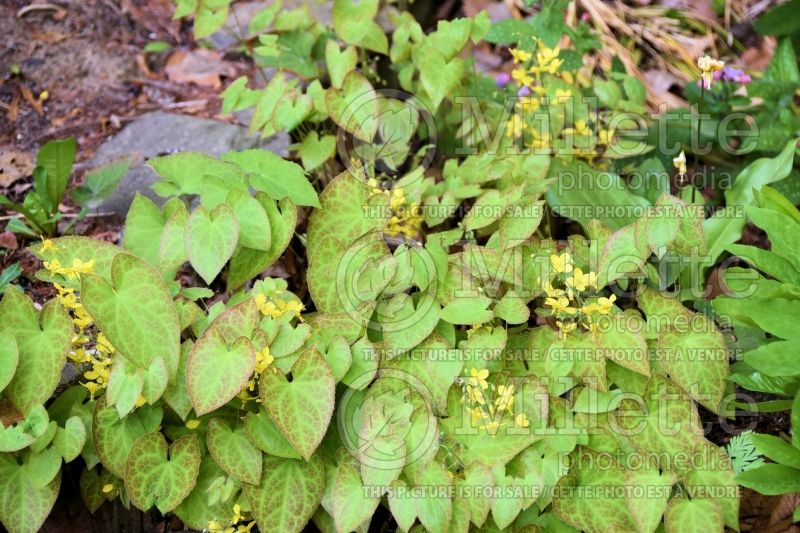 Epimedium Sulphureum (Barrenwort) 10 