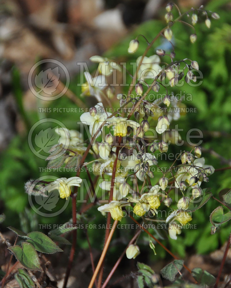 Epimedium Sulphureum (Barrenwort) 9 