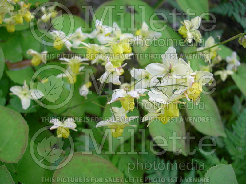 Epimedium Sulphureum (Barrenwort) 2 