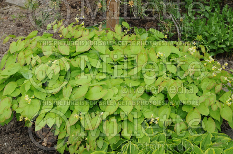 Epimedium Sulphureum (Barrenwort) 3 