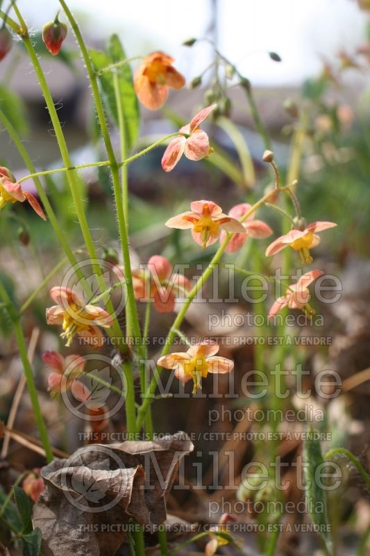 Epimedium Orange Queen (Fleur des Elfes) 2  