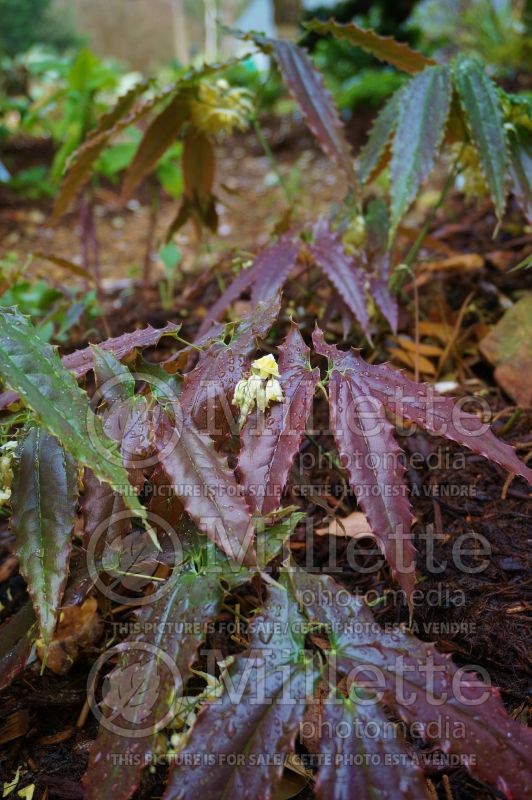 Epimedium wushanense (Wushan Fairy Wings)  1