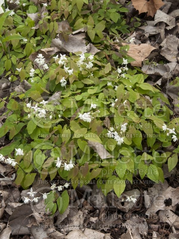 Epimedium Niveum (Barrenwort)  8 