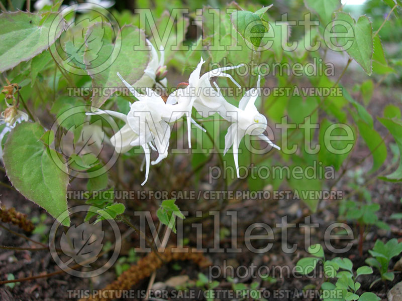 Epimedium Niveum (Barrenwort)  6 