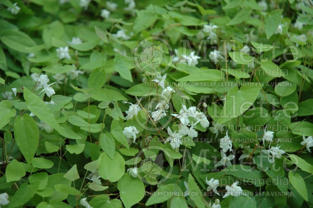 Epimedium Niveum (Barrenwort) 2