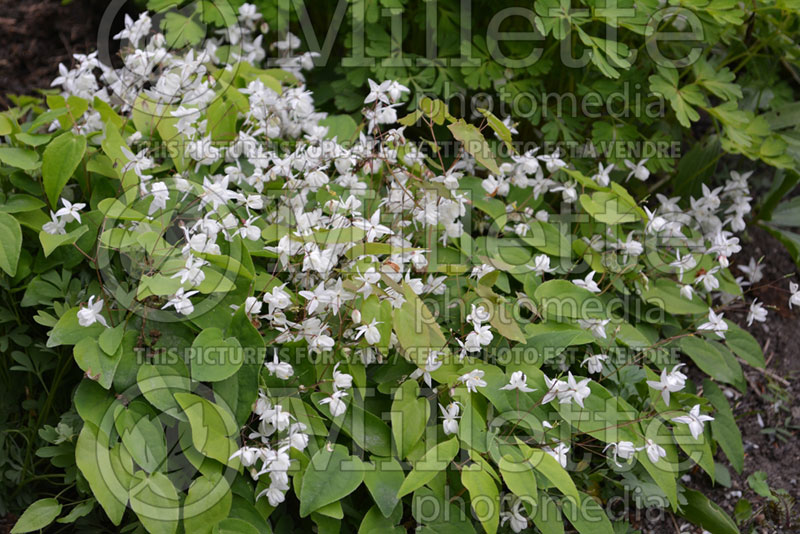 Epimedium Niveum (Barrenwort)  3 