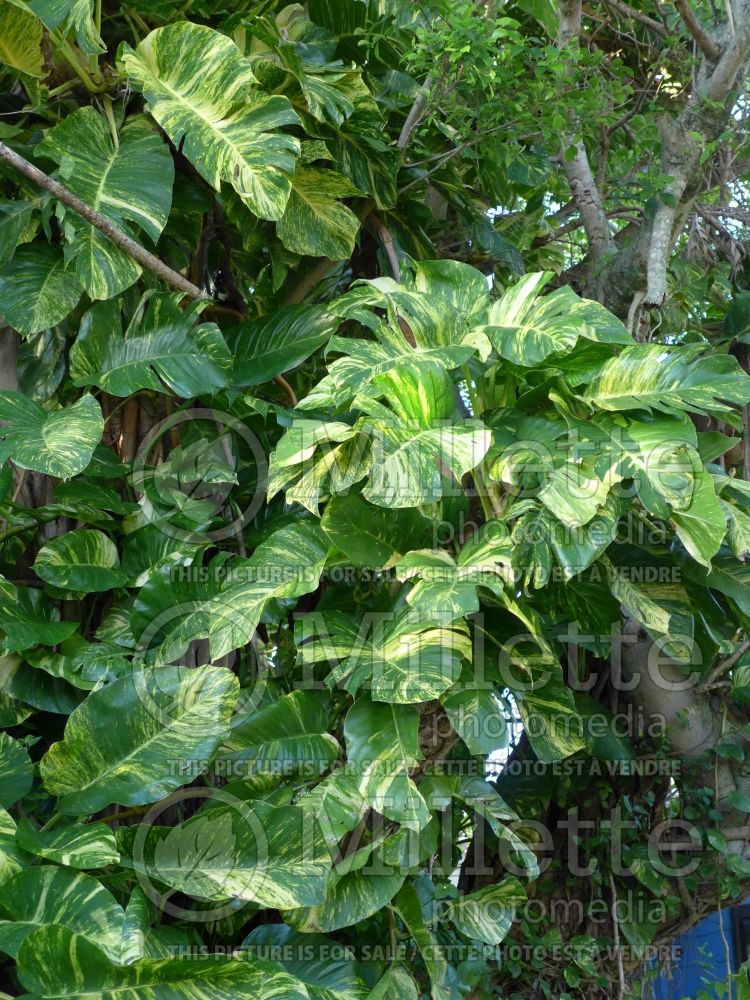 Epipremnum Aureum (Devil's ivy - pothos) 2