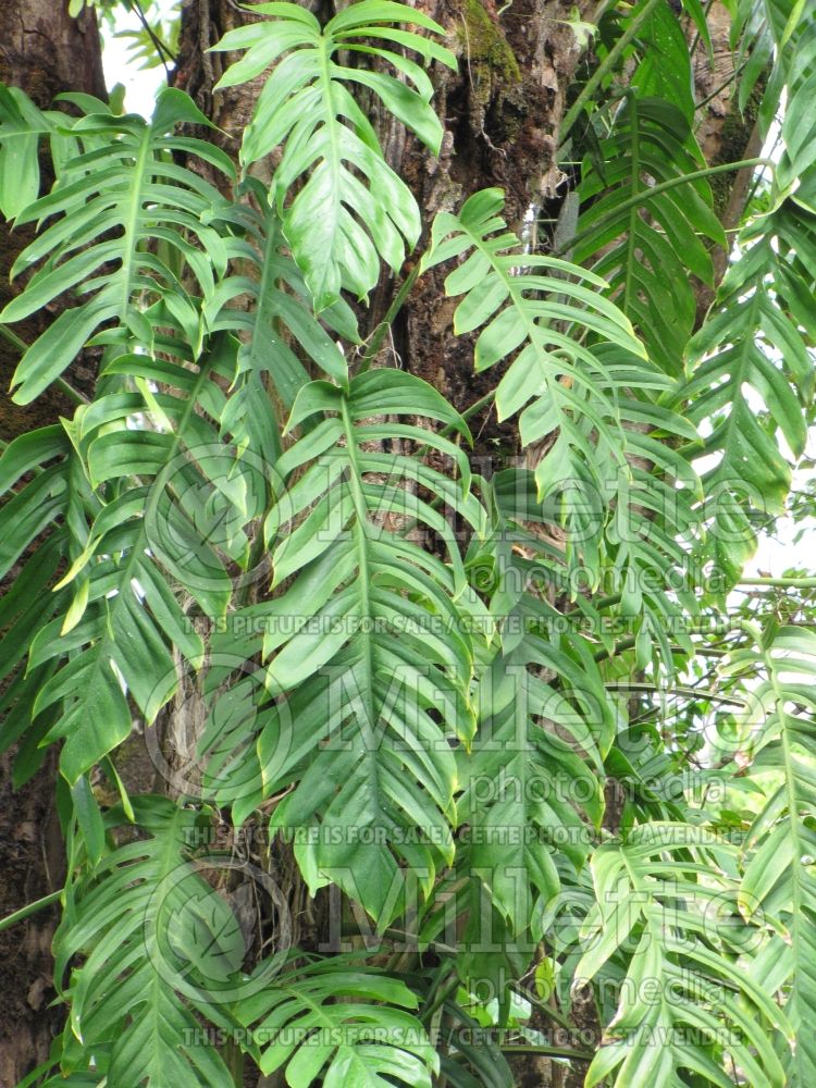 Epipremnum pinnatum (centipede tongavine and dragon-tail plant) 1