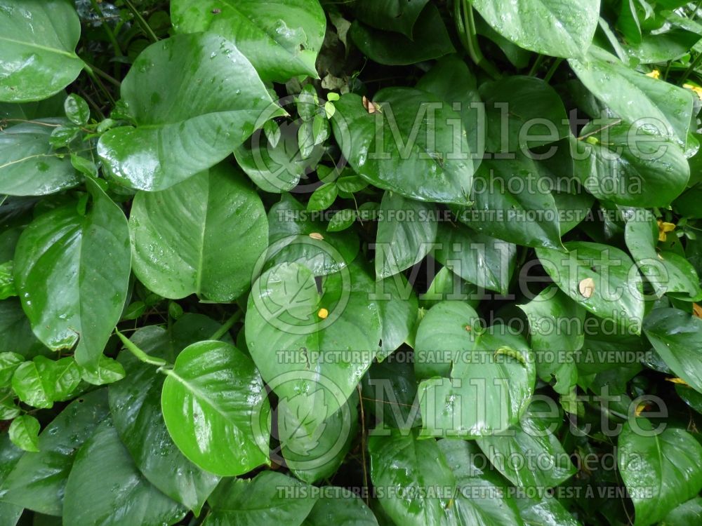 Epipremnum pinnatum (centipede tongavine and dragon-tail plant) 3