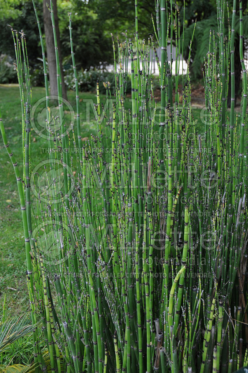 Equisetum ferrissii (Horsetail, fern) 1