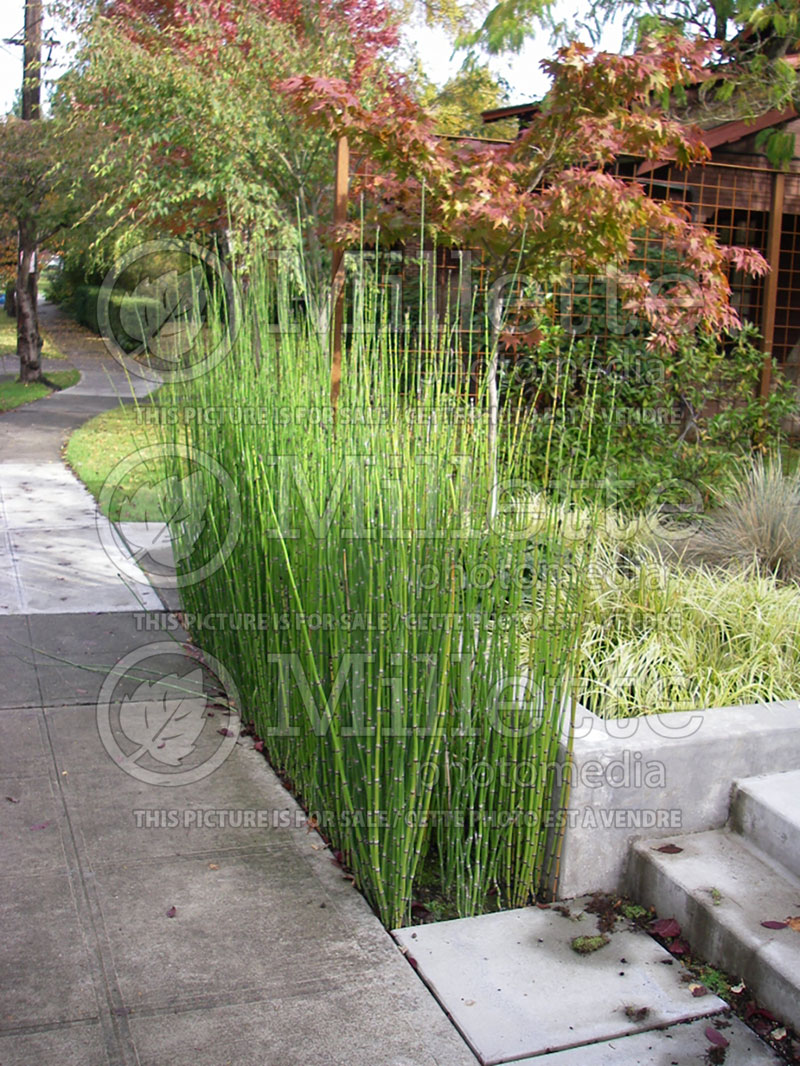 Equisetum hyemale (Horsetail, fern) 1