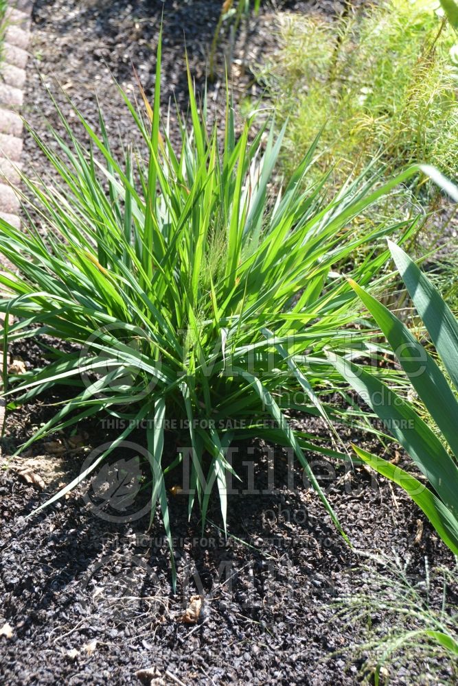 Eragrostis spectabilis (purple lovegrass) 2 