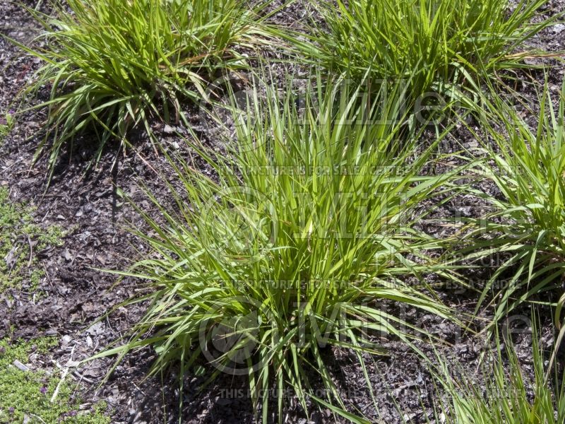 Eragrostis spectabilis (purple lovegrass) 5 